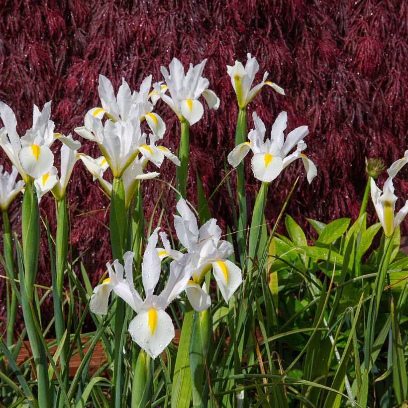 Iris hollandica White Excelsior - Holländische Schwertlilie (Hafen)