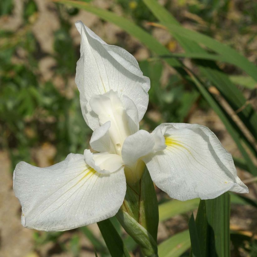 Iris ensata Comtesse de Paris - Japanische Schwertlilie (Blüte)