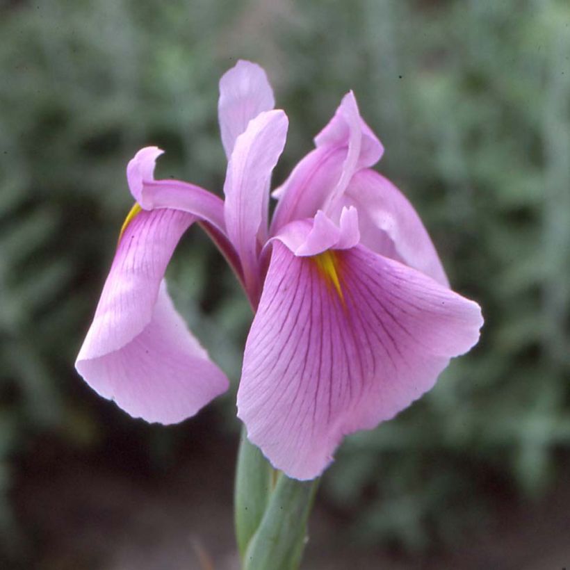 Iris ensata Darling - Japanische Schwertlilie (Blüte)