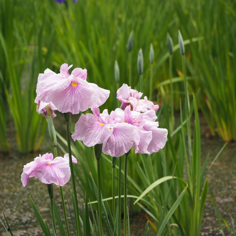 Iris ensata Dinner Plate Tub Tim Grob - Japanische Schwertlilie (Hafen)