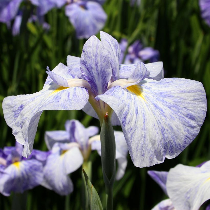 Iris ensata Eden's Paintbrush - Japanische Schwertlilie (Blüte)