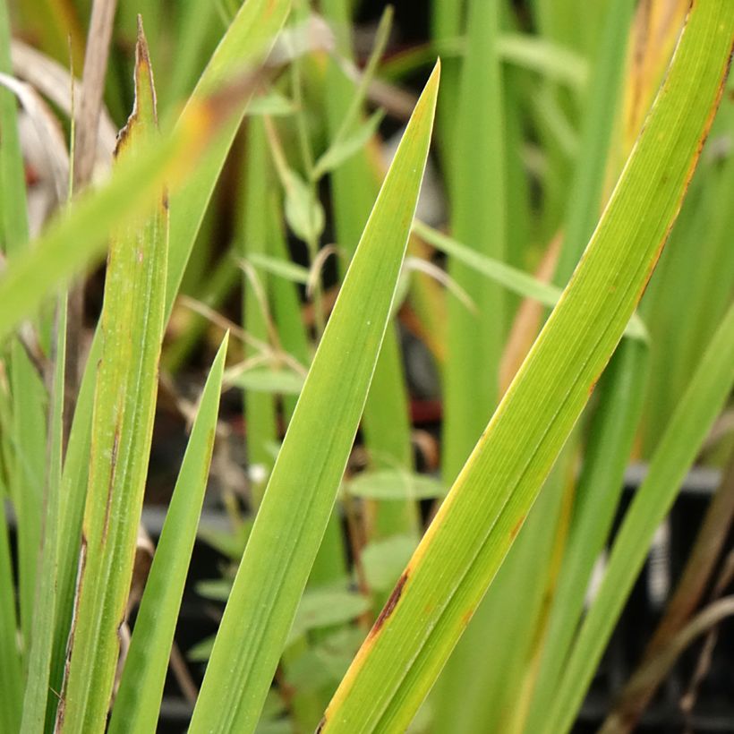 Iris ensata Harlequinesque - Japanische Schwertlilie (Laub)