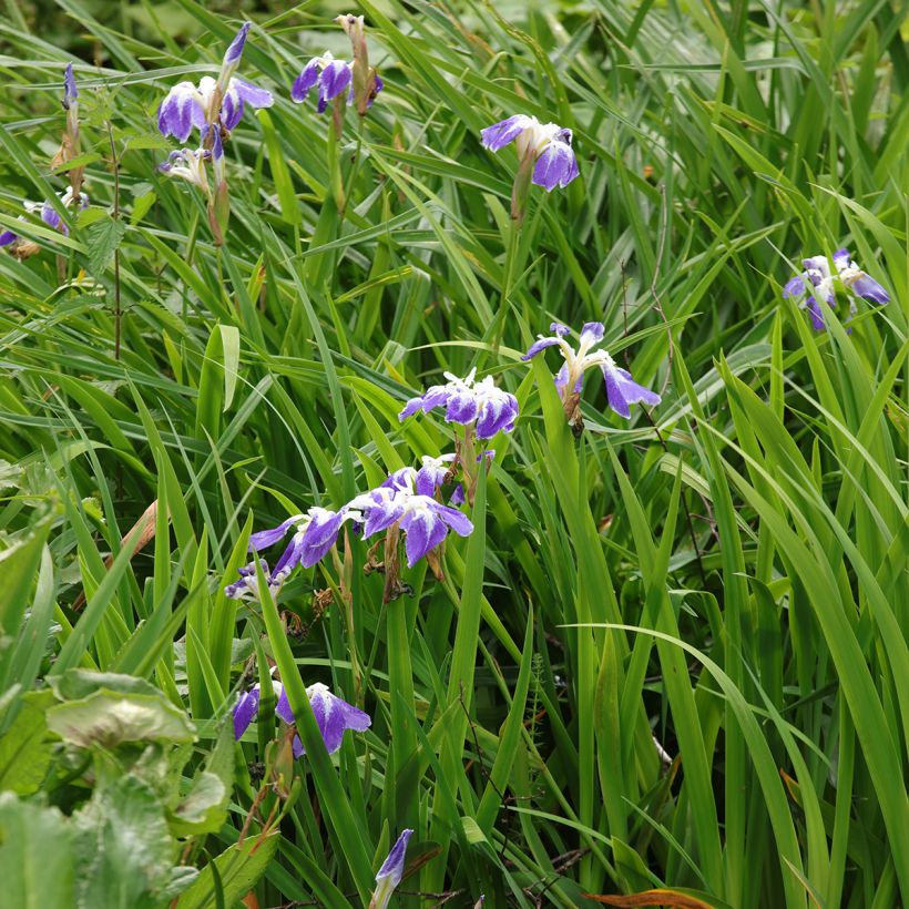 Iris ensata Montrosa - Japanische Schwertlilie (Hafen)