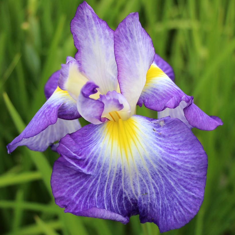 Iris ensata Ocean Mist - Japanische Schwertlilie (Blüte)