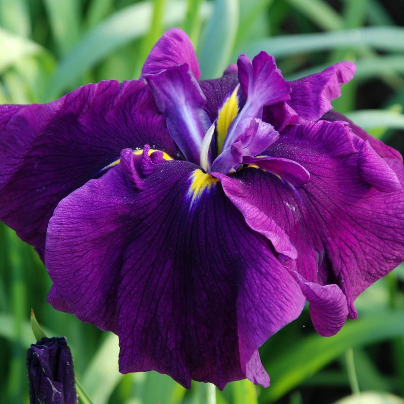 Iris ensata Royal Banner - Japanische Schwertlilie (Blüte)