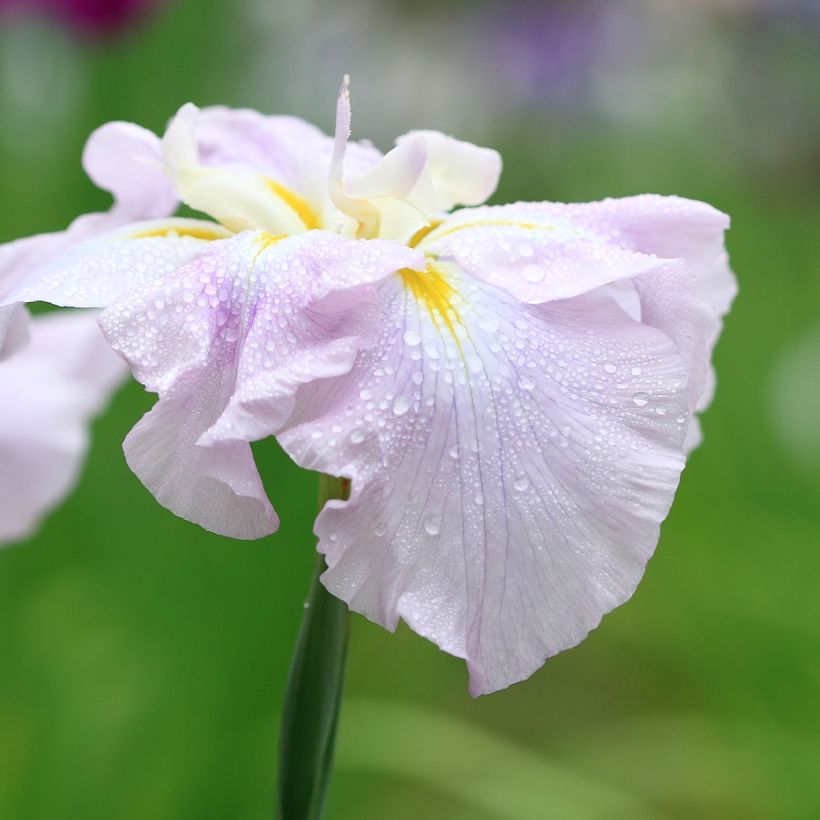 Iris ensata World s Delight - Japanische Schwertlilie (Blüte)