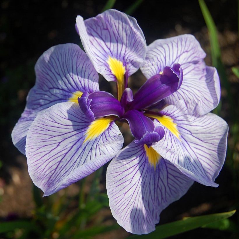 Iris ensata Activity - Japanische Schwertlilie (Blüte)