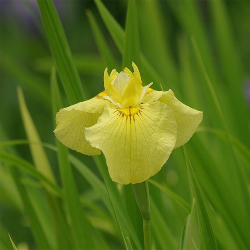 Iris ensata Aichi-no-Kagayaki - Japanische Schwertlilie (Blüte)