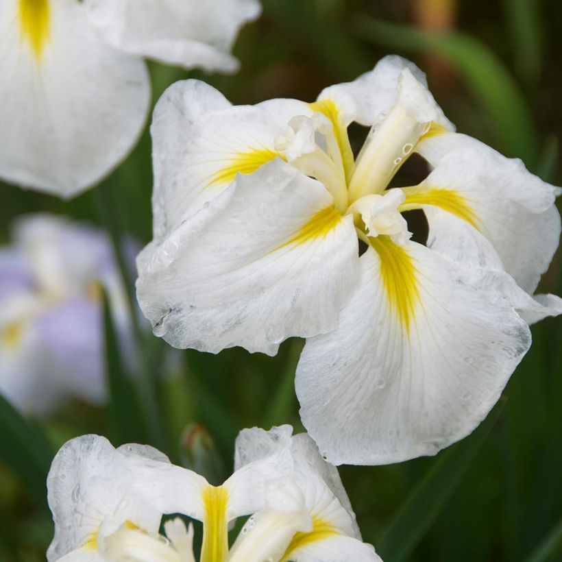 Iris ensata Diamant - Japanische Schwertlilie (Blüte)