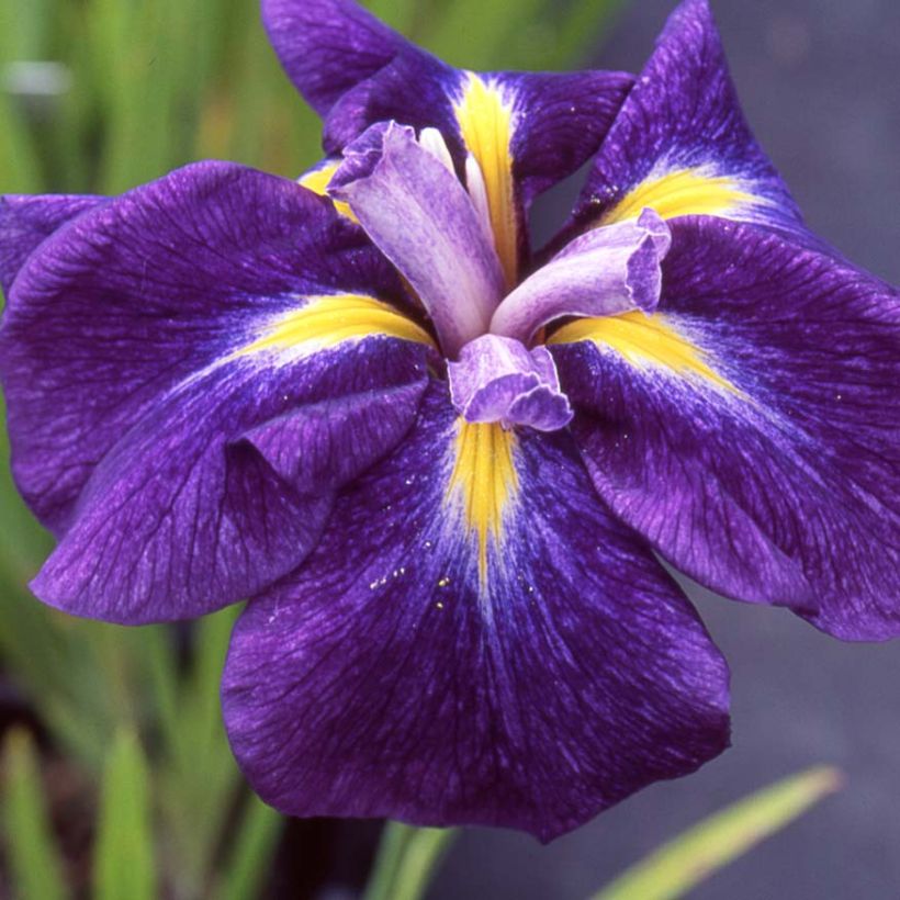 Iris ensata Iedo Mishiski - Japanische Schwertlilie (Blüte)