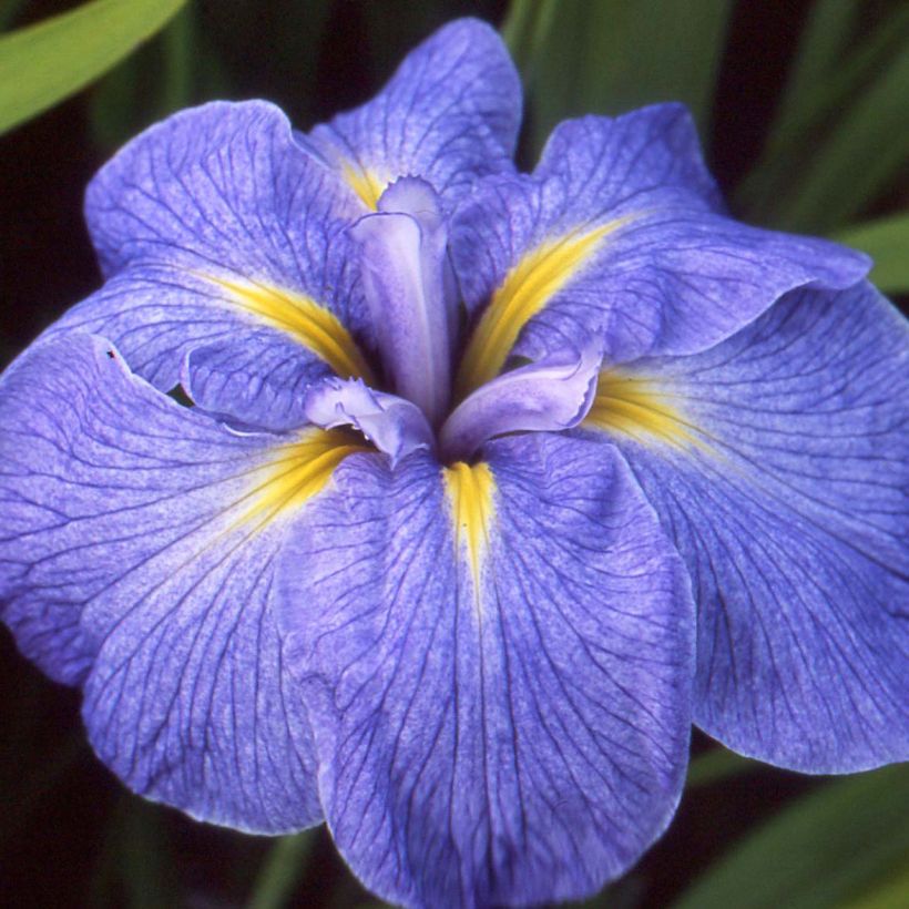 Iris ensata Mme Bigot - Japanische Schwertlilie (Blüte)