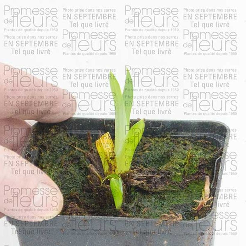 Beispiel eines Exemplars von Iris du Japon - Iris ensata Sensation Godet de 8 cm wie geliefert