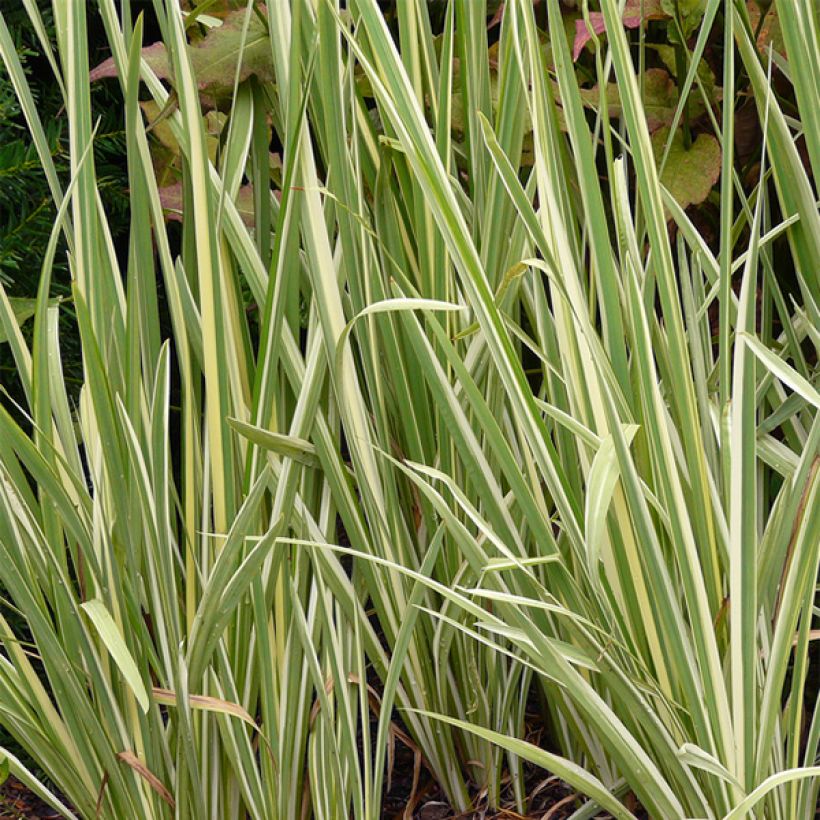 Iris ensata Variegata - Japanische Schwertlilie (Laub)