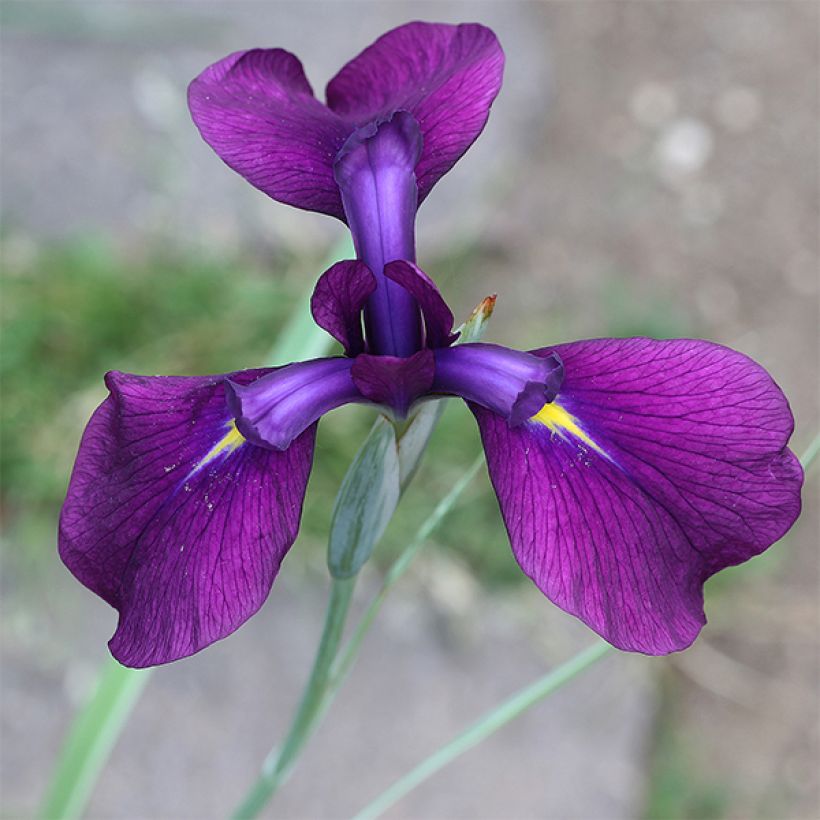 Iris ensata Variegata - Japanische Schwertlilie (Blüte)