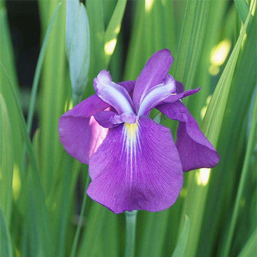 Iris ensata Yezo Nishiki - Japanische Schwertlilie (Blüte)