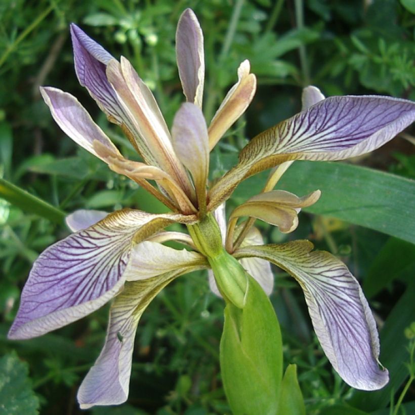 Iris foetidissima - Stinkende Schwertlilie (Blüte)