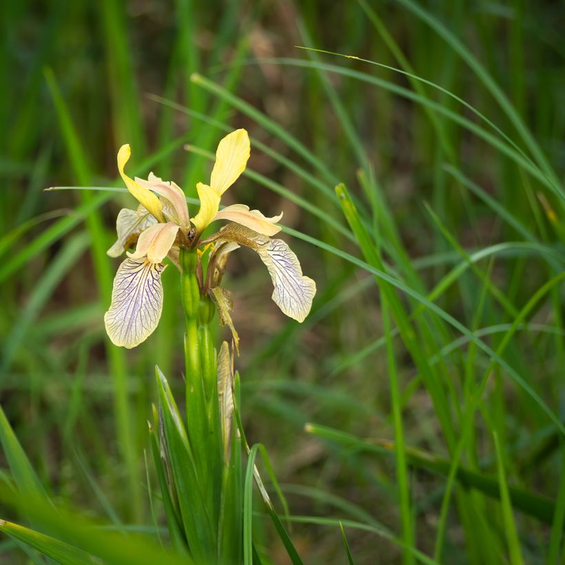 Iris foetidissima - Stinkende Schwertlilie (Hafen)