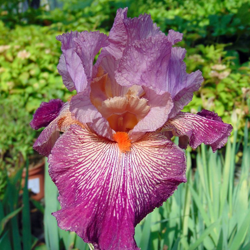 Iris Anything Goes - Schwertlilie (Blüte)