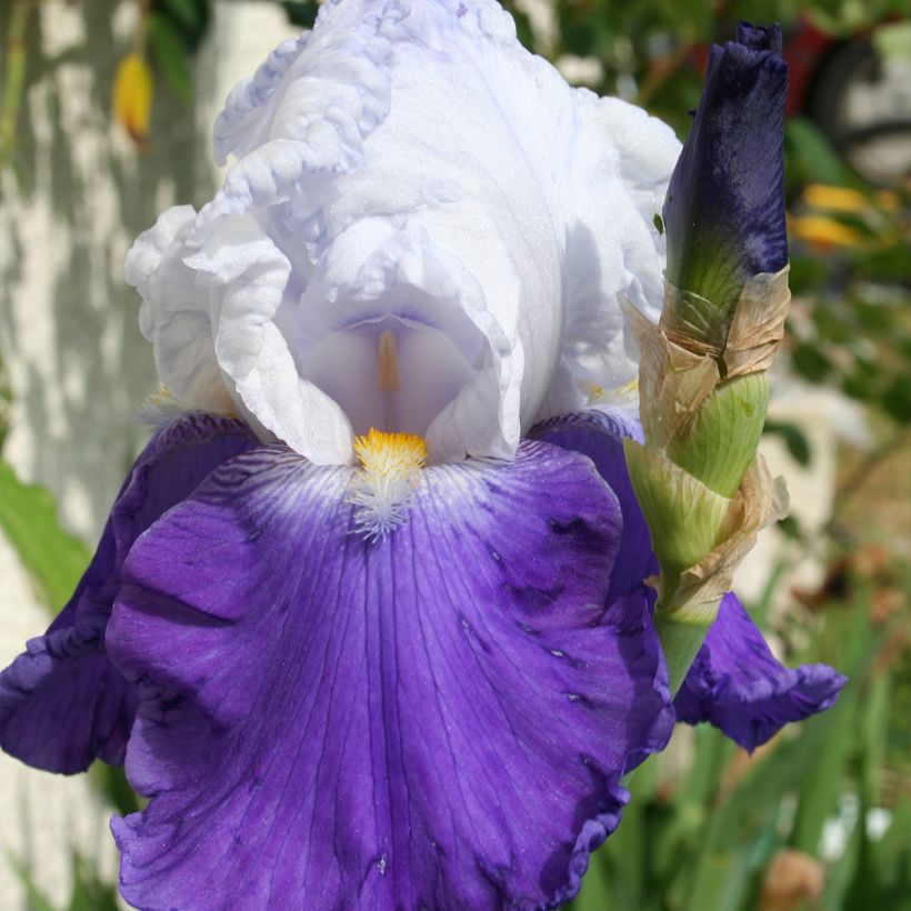 Iris Arpège - Schwertlilie (Blüte)