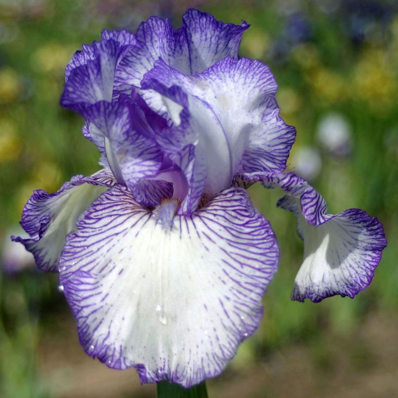 Iris Autumn Circus - Schwertlilie (Blüte)