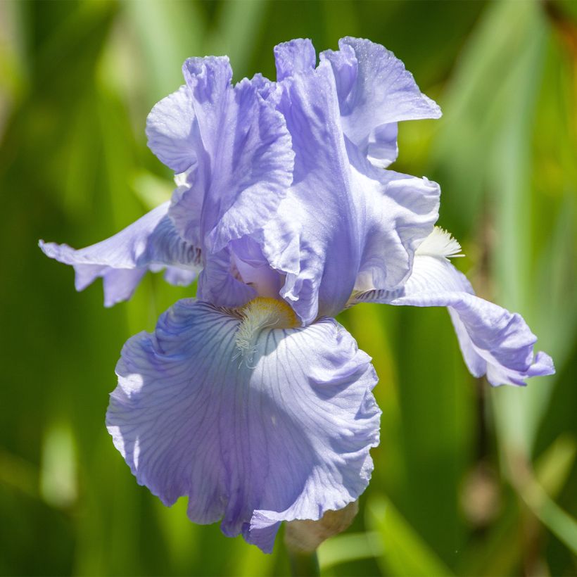 Iris Babbling Brook - Schwertlilie (Blüte)