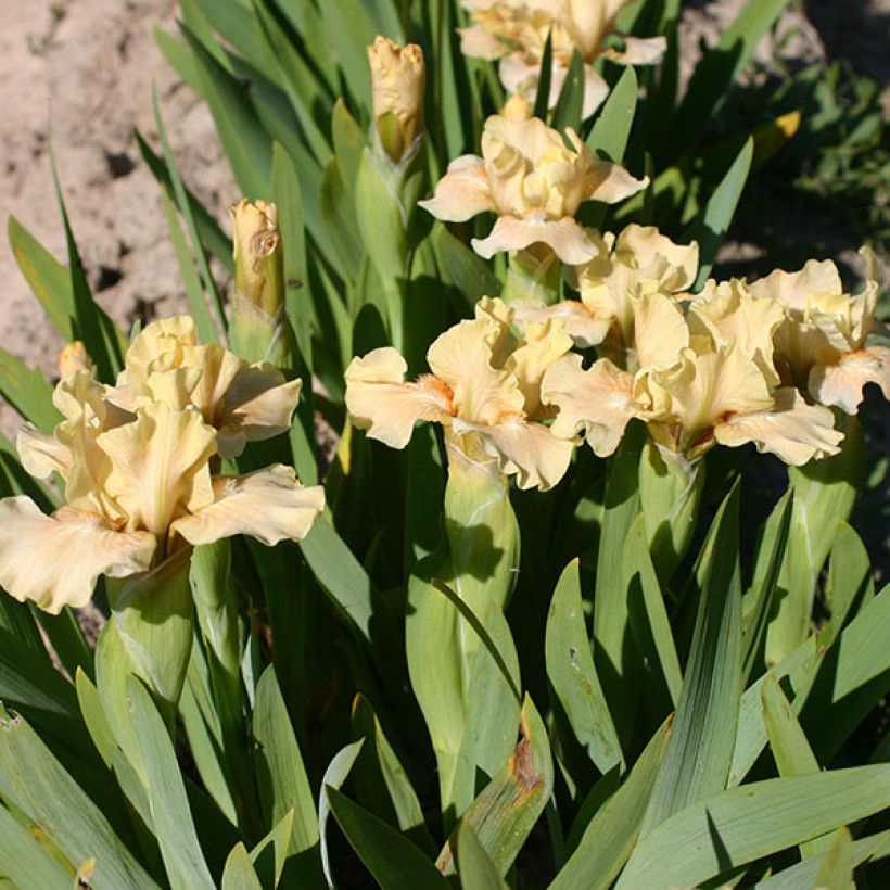 Iris Ballet Lesson - Schwertlilie (Blüte)