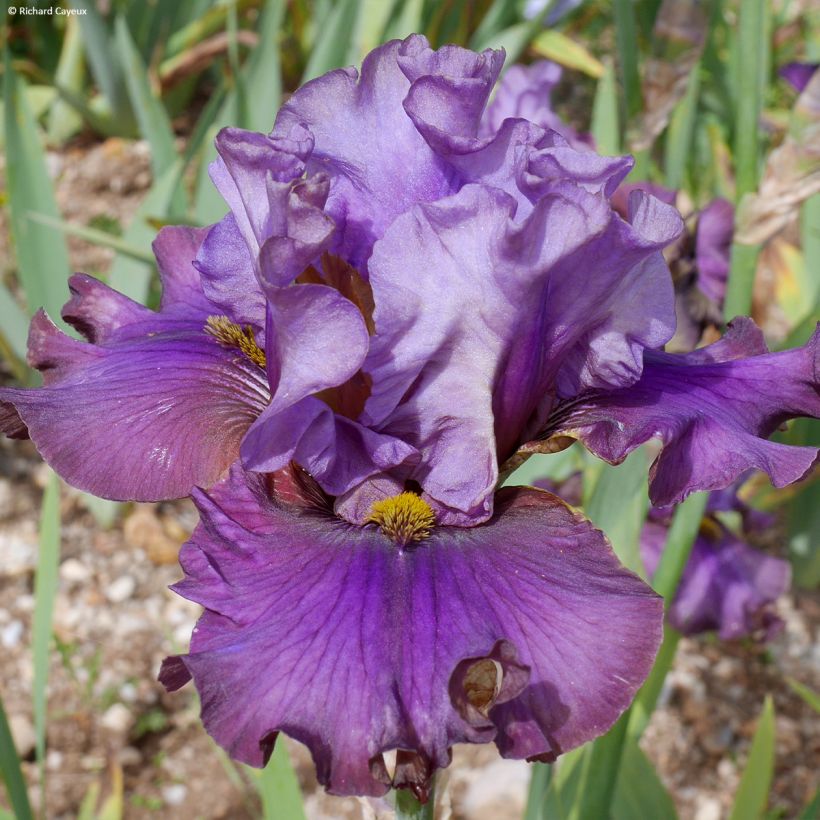 Iris Belle Surprise - Schwertlilie (Blüte)