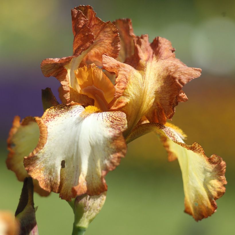 Iris Belvi Queen - Schwertlilie (Blüte)