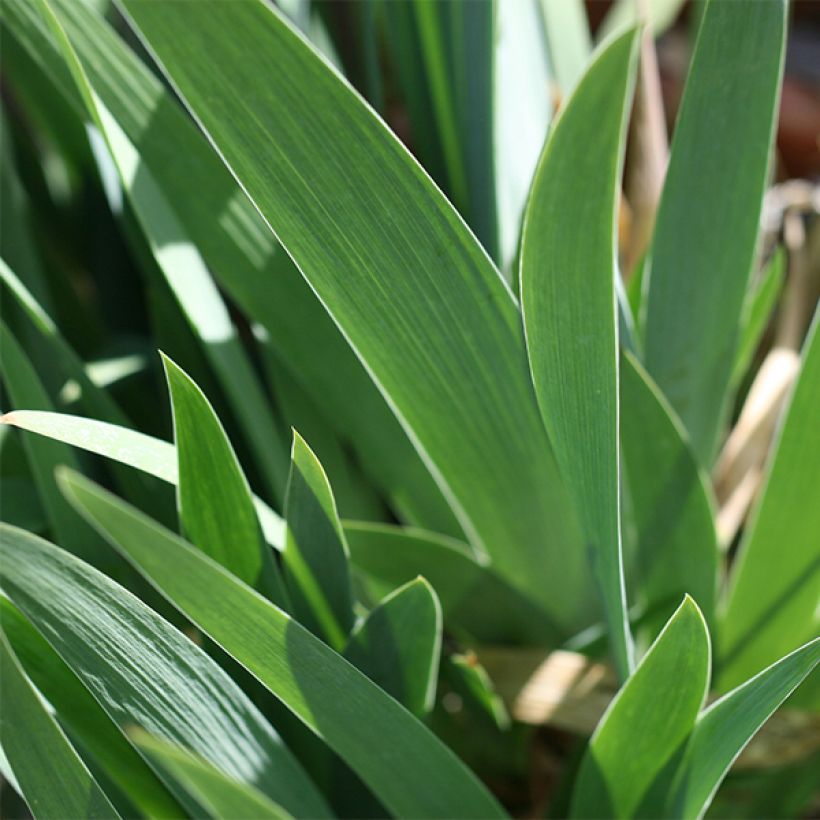 Iris Blenheim Royal - Schwertlilie (Laub)