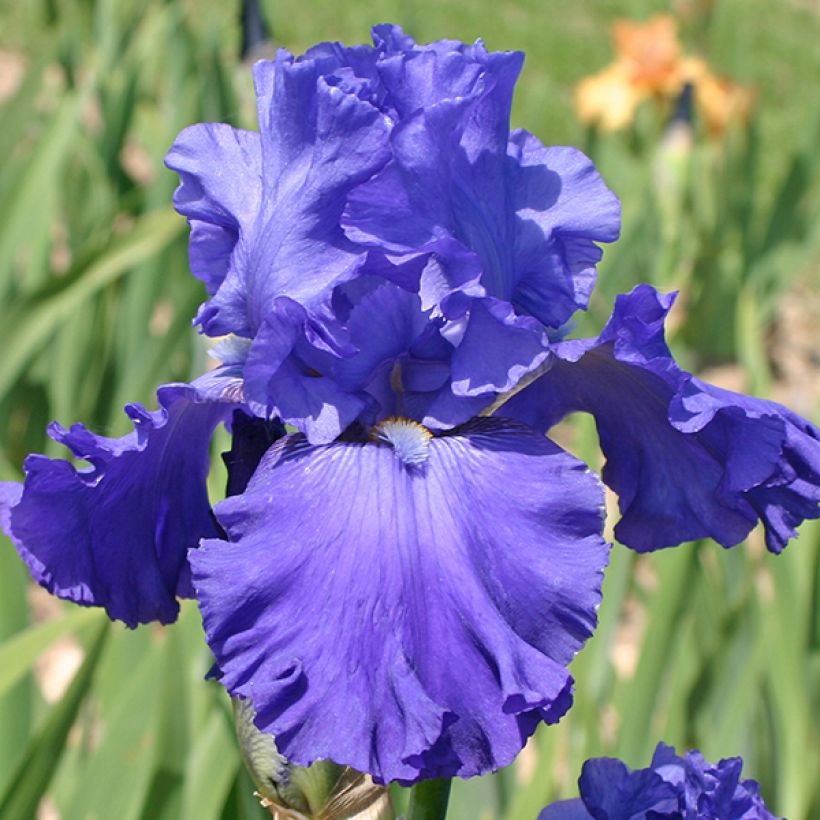 Iris Blenheim Royal - Schwertlilie (Blüte)