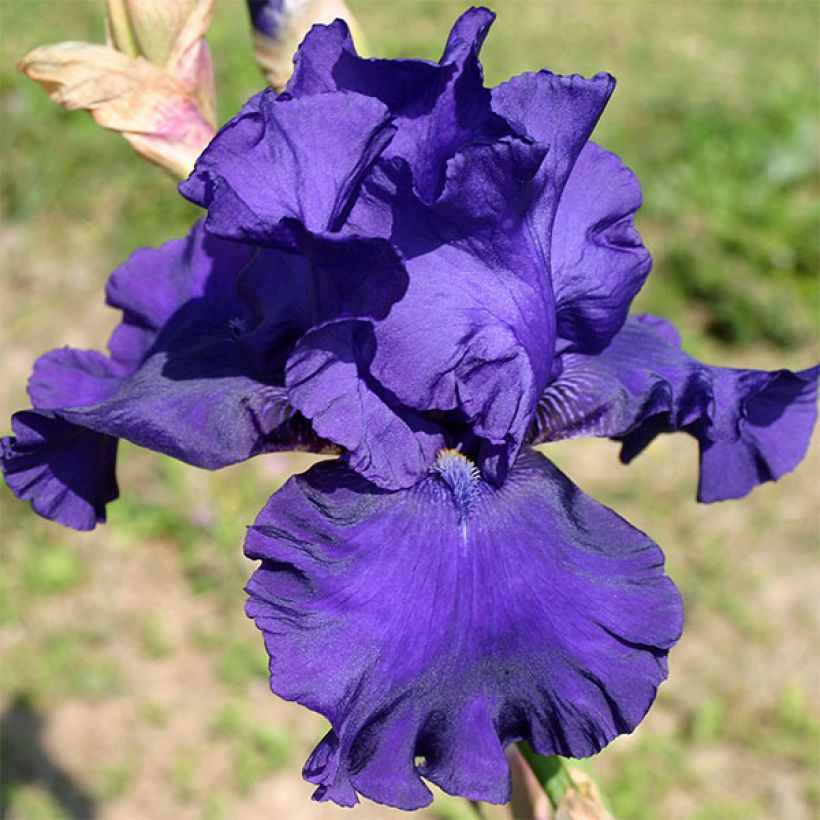 Iris Blueberry Bliss - Schwertlilie (Blüte)