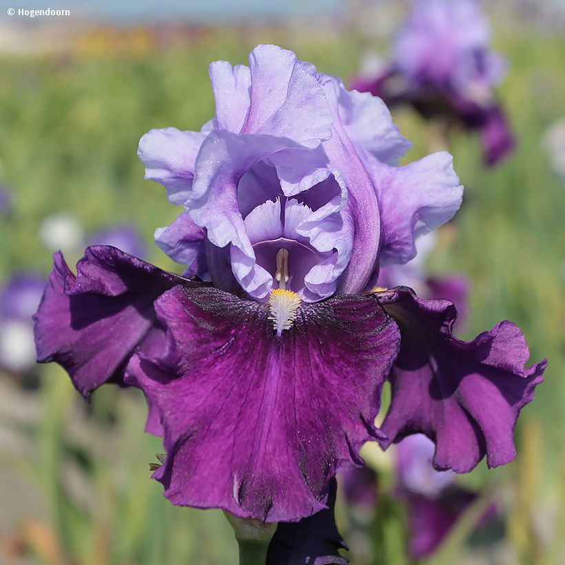 Iris Bluebird Wine - Schwertlilie (Blüte)