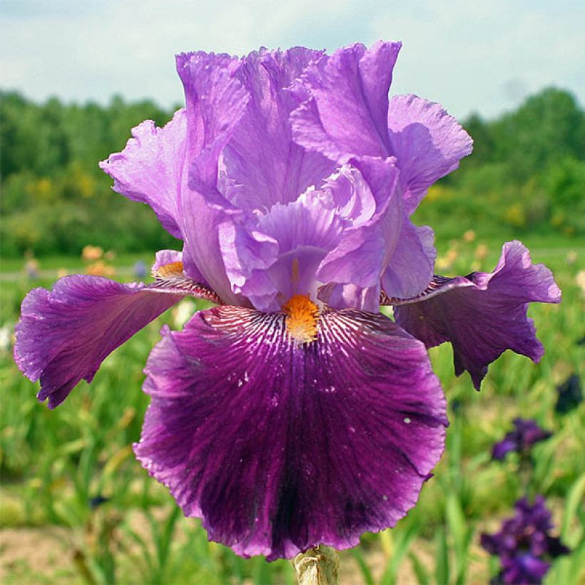 Iris Buc Joyeux Anniversaire - Schwertlilie (Blüte)