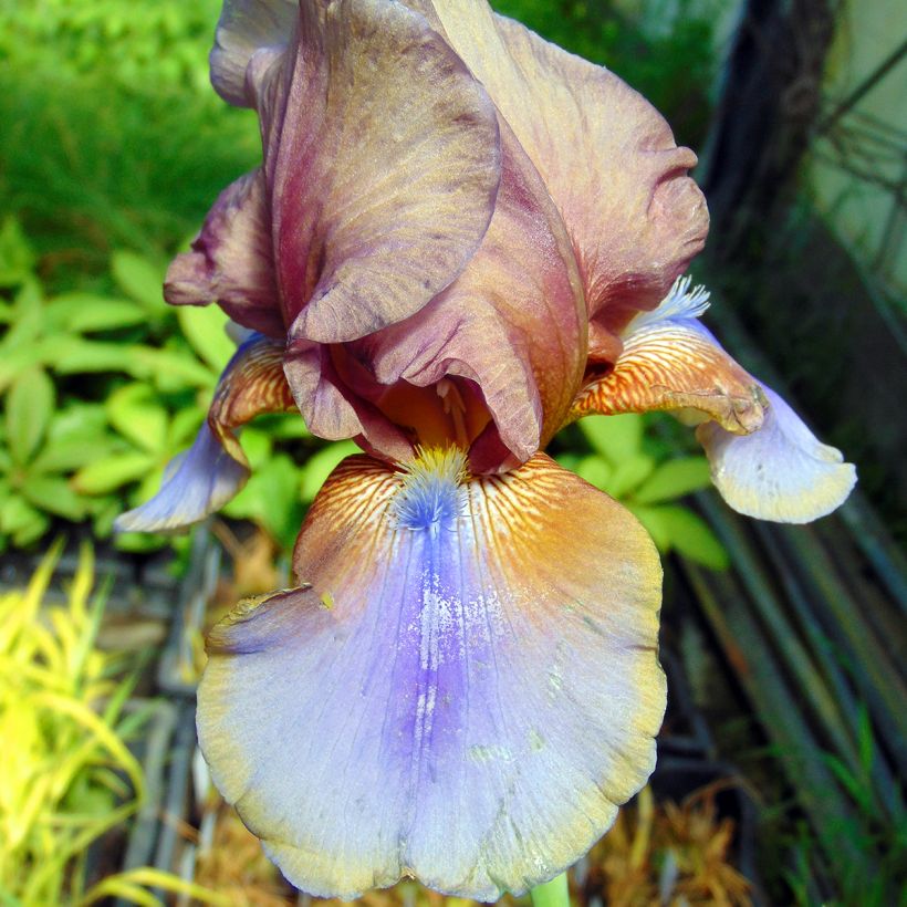 Iris Burnt Toffee - Schwertlilie (Blüte)