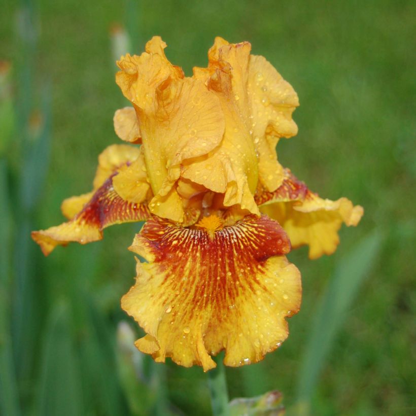 Iris Burst - Schwertlilie (Blüte)