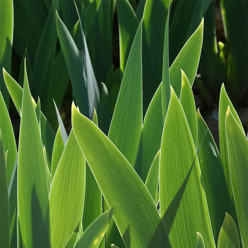 Iris Carl and Sissy - Schwertlilie (Laub)