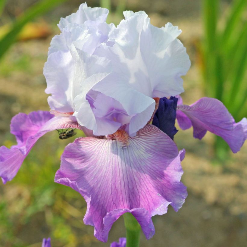 Iris Carl and Sissy - Schwertlilie (Blüte)