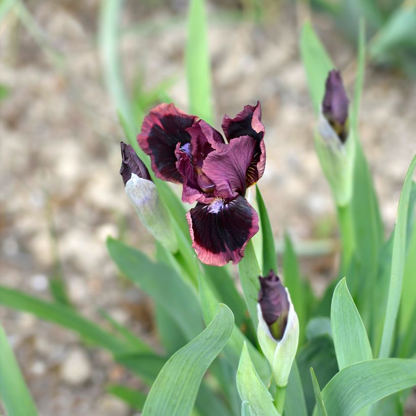 Iris Cat's Eye - Schwertlilie (Blüte)