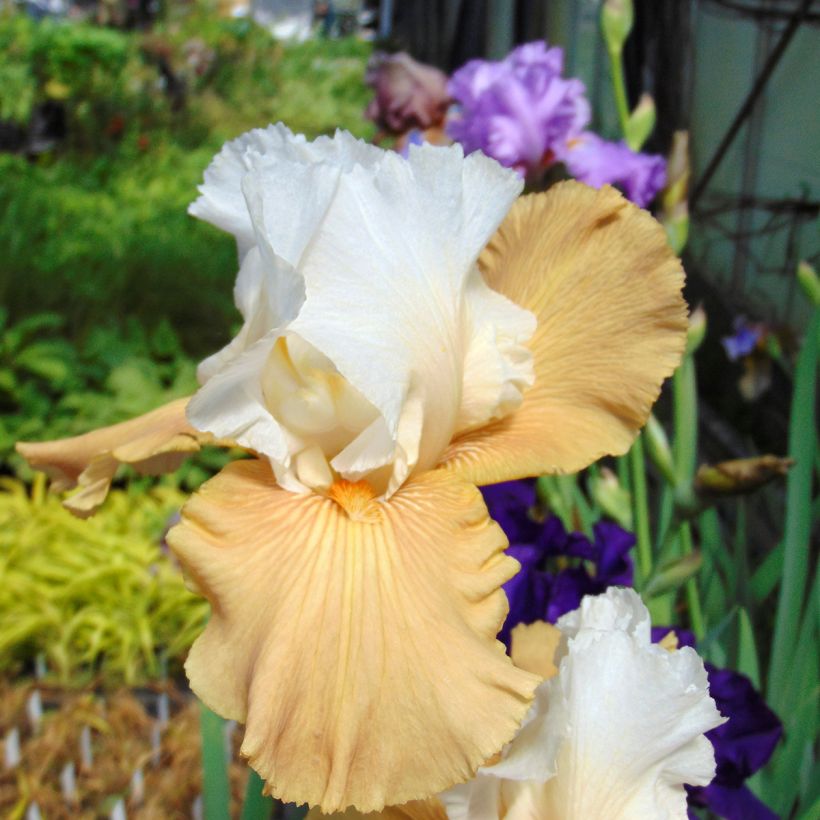 Iris Chateau d Auvers Sur Oise - Schwertlilie (Blüte)