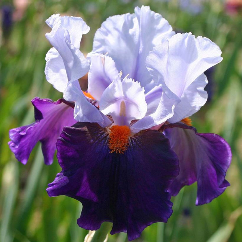 Iris Chelsea Bleu - Schwertlilie (Blüte)