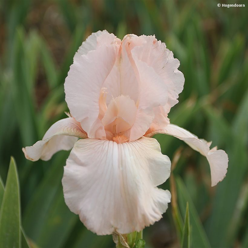 Iris Cherished - Schwertlilie (Blüte)