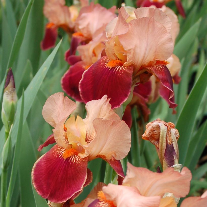 Iris Cimarron Strip - Schwertlilie (Blüte)