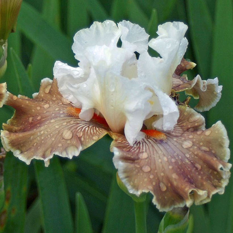 Iris Coffee Whisper - Schwertlilie (Blüte)