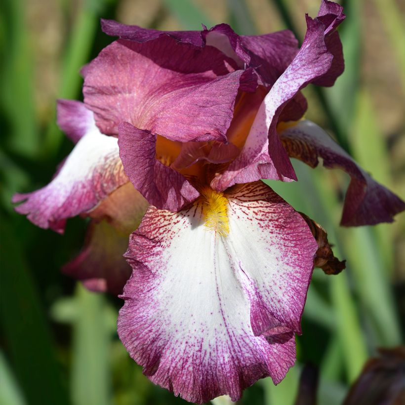 Iris Crinoline - Schwertlilie (Blüte)