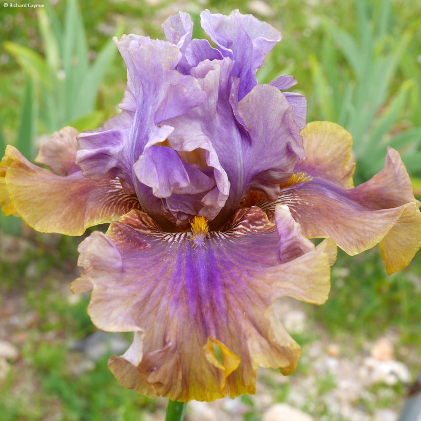 Iris Déguisement - Schwertlilie (Blüte)