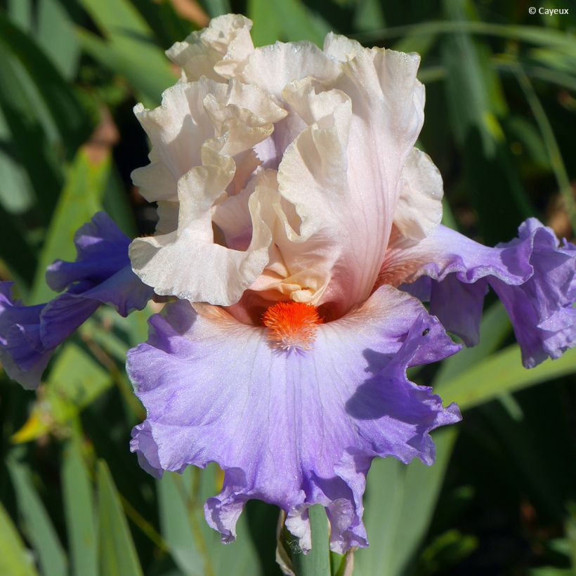 Iris Dernier Cri - Schwertlilie (Blüte)