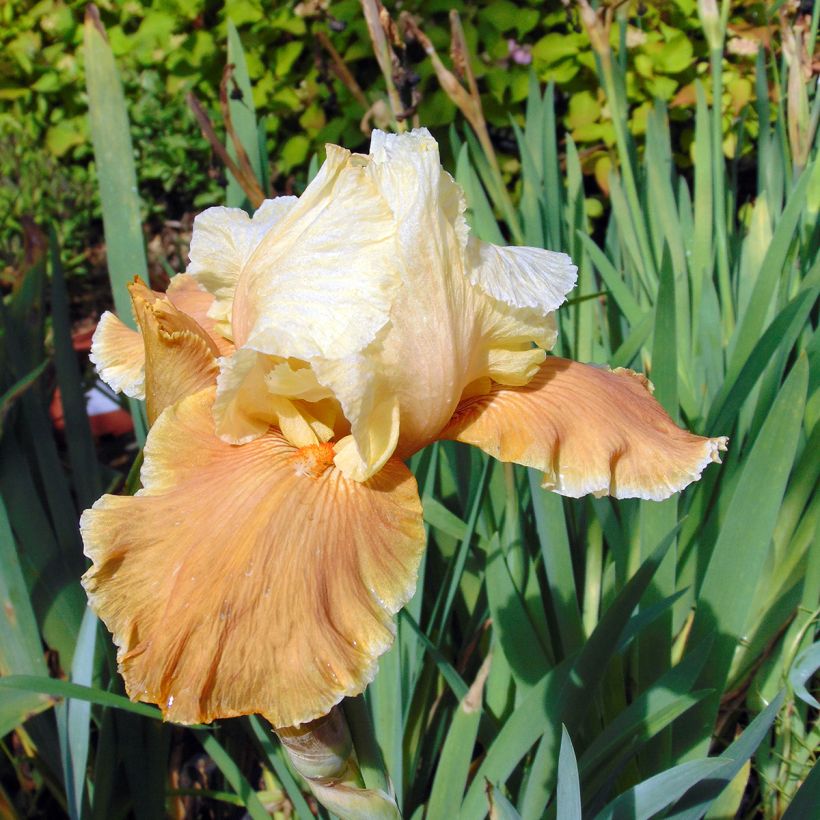 Iris English Charm - Schwertlilie (Blüte)