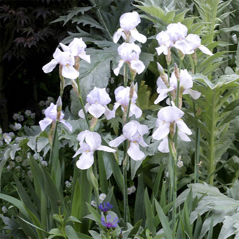 Iris English cottage - Schwertlilie (Blüte)