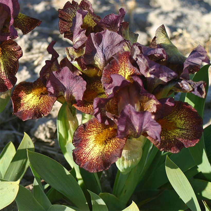 Iris Firestorm - Schwertlilie (Blüte)