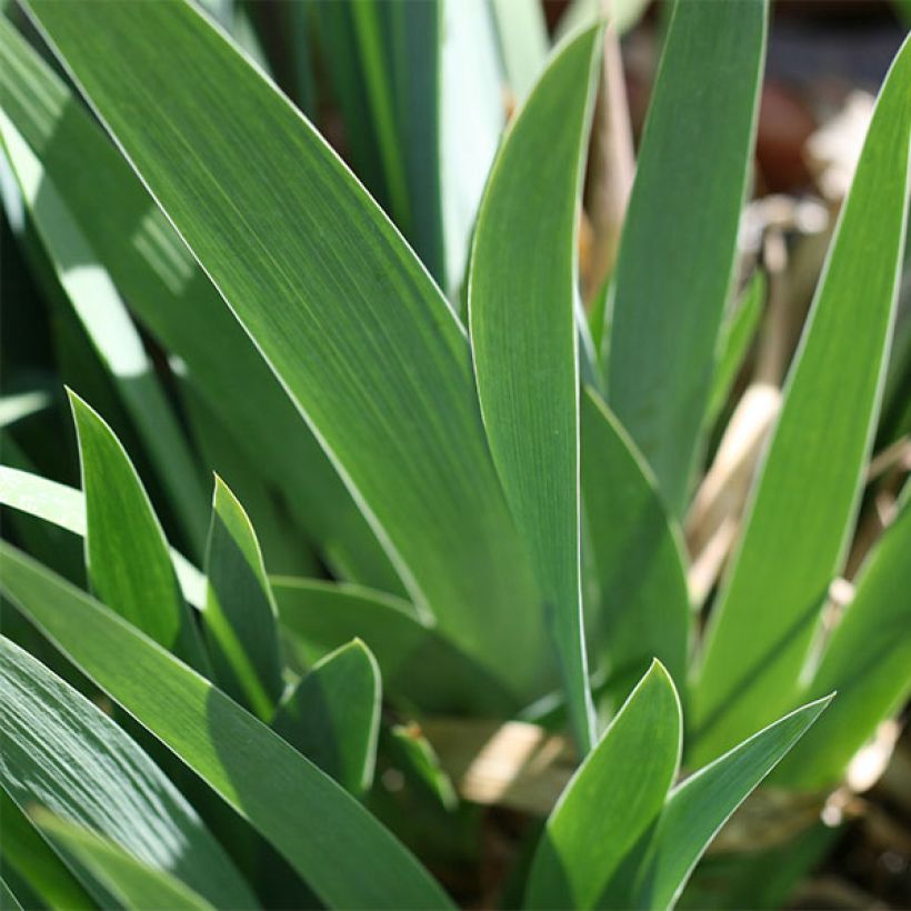 Iris Flamenco - Schwertlilie (Laub)